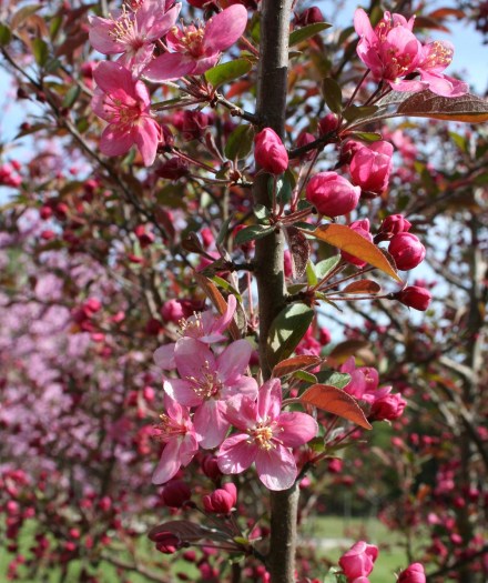 crabappletree